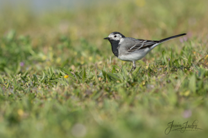 Bergeronnette grise (Motacilla alba) © Jessica Joachim