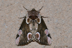 Thyatira batis, Rebigue 31 © Ghislain Riou