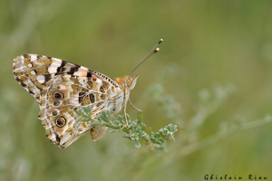 Vanessa cardui, Pavie 32, le 06/08/2011 © Ghislain Riou