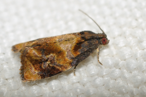 Ditula angustiorana, Toulouse 31 © Ghislain Riou