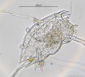 Mytilina mucronata, Launaguet 31, avril 2020 © Anaëlle Bernard
