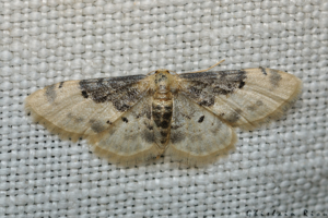 Idaea filicata, Rebigue 31, mai 2020 © Ghislain Riou