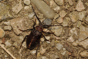 Prionus coriarius, Rebigue 31, juillet 2020 © Ghislain Riou