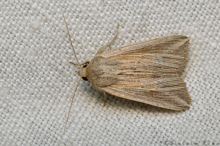 Mythimna riparia, Rebigue 31, Août 2020 © Ghislain Riou