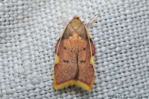 Carcina quercana, Rebigue 31, sept. 2020 © Ghislain Riou