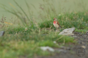 Linotte mélodieuse (Carduelis cannabina) - Col du Tourmalet (Hautes-Pyrénées) © Jessica Joachim