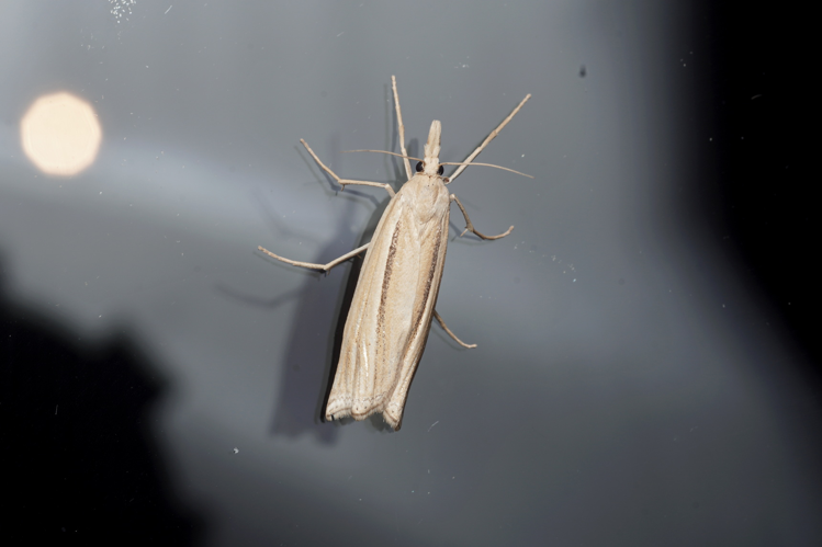 Ancylolomia tentaculella - Ordan-Larroque (Gers) - 18 août 2020 © Laurent Barthe