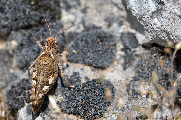 Celes variabilis, 3 Juill. 2018, Cornus 12 © Ghislain Riou