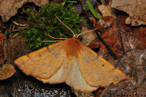 Colotois pennaria, Rebigue 31, 25 Nov. 2020 © Ghislain Riou