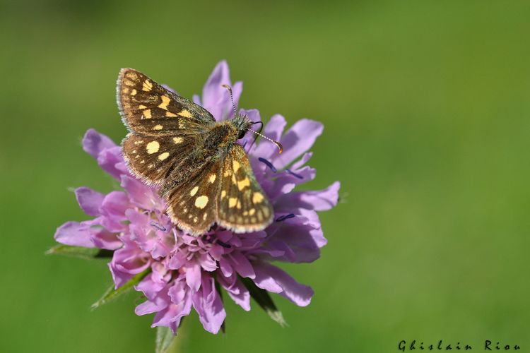 Carterocephalus palaemon, Gouaux-de-Larboust 31, juin 2020 © Ghislain Riou