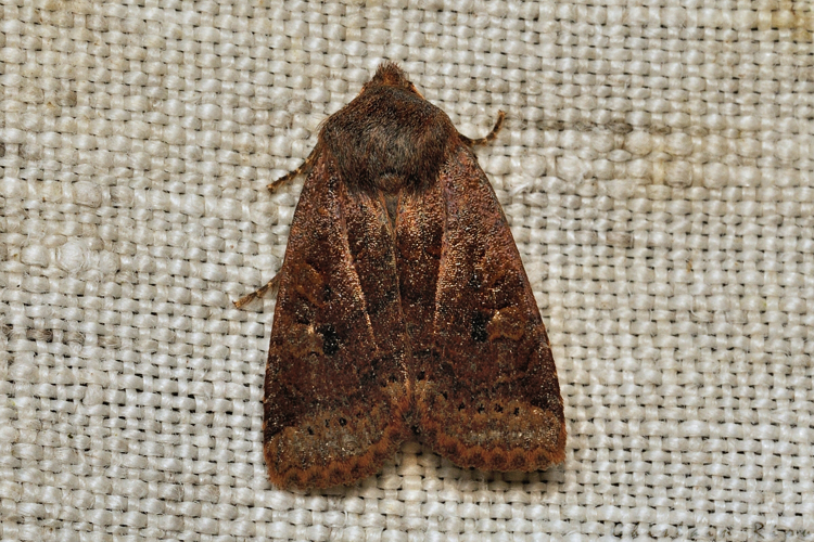 Conistra vaccinii, 28.01.21, Rebigue 31 © Ghislain Riou