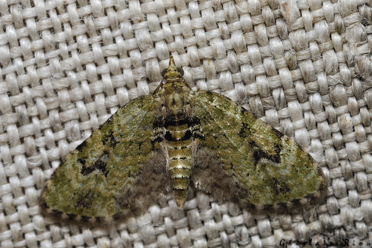 Chloroclystis v-ata, 23 fév. 2021, Rebigue 31 © Ghislain Riou