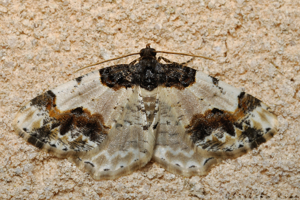 Ligdia adustata, 24 mars 2021, Rebigue 31 © Ghislain Riou