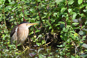 Blongios nain fem, 2 mai 2021, Portet-sur-Garonne 31 © Jean-Marc L'Hermite